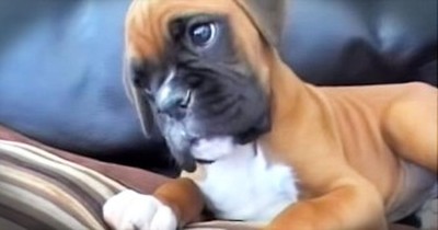 Boxer Pup Has Cutest Reaction To Hearing His Human Mommy On The Phone 