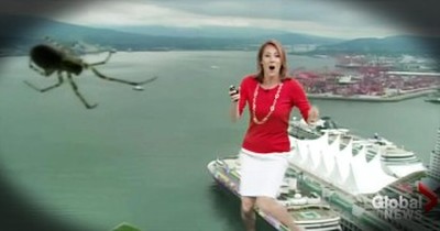 Weatherwoman Is Scared During Live Report By Spider On Weather Camera 
