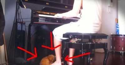 Piano-Loving Puppy Doesn’t Want Owner To Stop Playing 