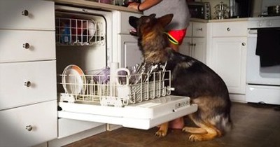 German Shepherd Helps Load The Dishwasher 
