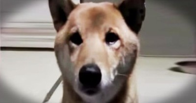 Smart Dog Barks Quieter When Asked 
