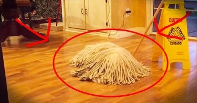 Ordinary Looking Mop Holds Furry Surprise 