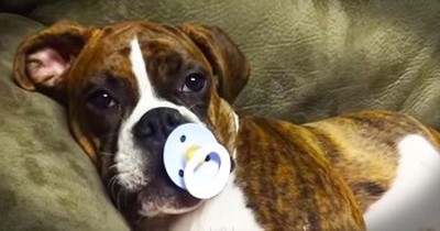 Boxer Falls Asleep With Pacifier 