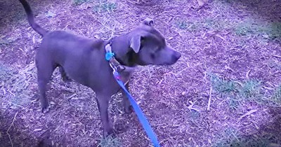 Pup Spots Something ‘Terrifying’ Across The Street