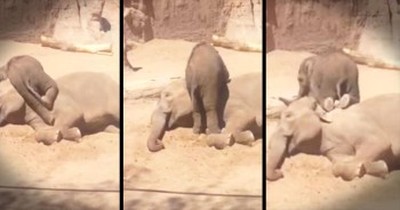 Energetic Baby Elephant Just Wants To Play 