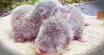 Baby Otters Talk Up A Storm 