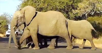 Family Of Elephants Cross Busy Road With Baby 