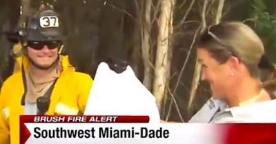Firefighters Save Kitten From Brush Fire During Live TV Report 