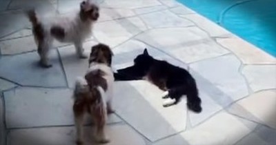 Kitty Pushes Dog Into Pool 