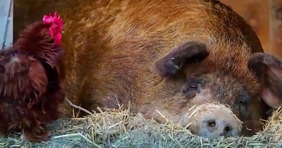 Lonely Pig And Rooster Become Best Friends