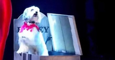 Dancing Dog And His Human Perform Amazing ‘Thriller’ Routine 