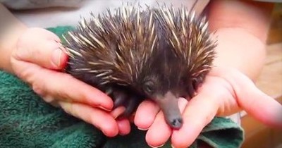 Rescued Baby Echidna Eats Out Of Helper’s Hand 