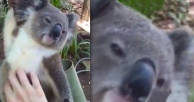 Koala Bear REALLY Enjoys Belly Rubs 