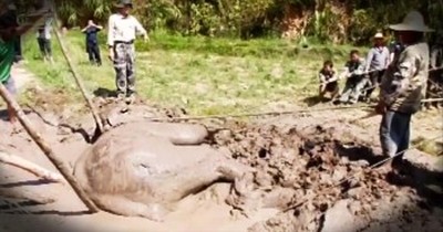 Crowd Rescues An Elephant Stuck In Mud 