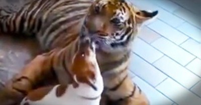 Tiger Cares For Tiny Terrier 