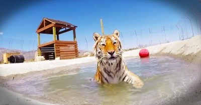 Rescued Tigers Swim For The First Time 