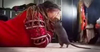Girl And Her Pet Rat Play Peek-A-Boo 