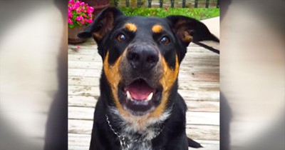 Smart Pup Knows How To Whisper