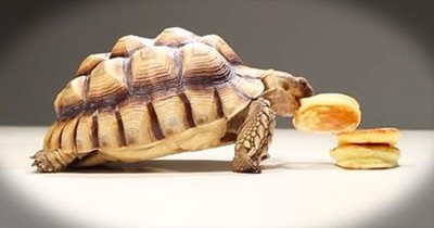 Tortoises Enjoy Breakfast Treat In The Most Adorable Way 