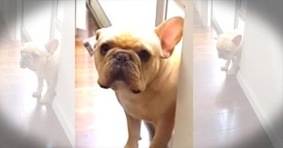 French Bulldog Has A Guilty Conscience After Chewing Up Pen 