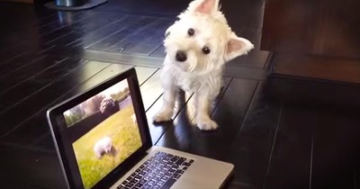 Adorable Westie Is Confused By Puppies On The Computer