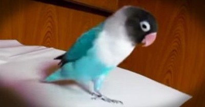 Energetic Parrot's Irish Dance Will Steal Your Heart 