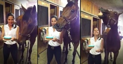 Horse Blows Out Birthday Candles 