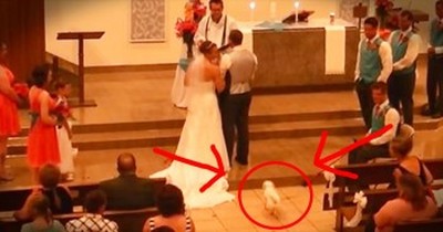 Puppy Ring Bearer Makes HILARIOUS Entrance 