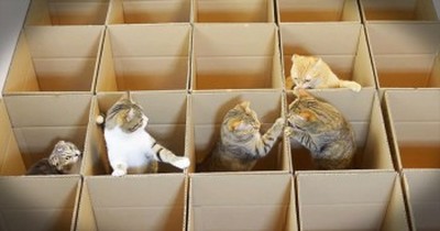 Curious Kitties Play In Boxes 