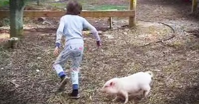 Pearl The Pig Plays Tag With Best Friend Noah 