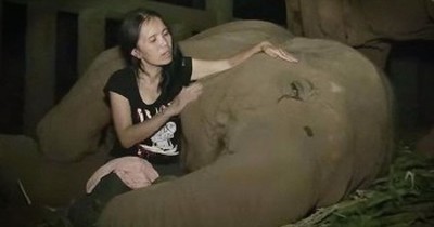 Caretaker Sings Lullaby To Rescued Elephant 