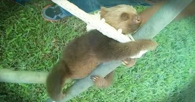Adorable Baby Sloth Plays On Jungle Gym 