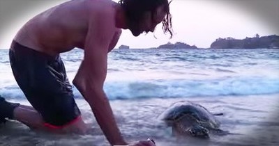 Man Gives Sea Turtle CPR  
