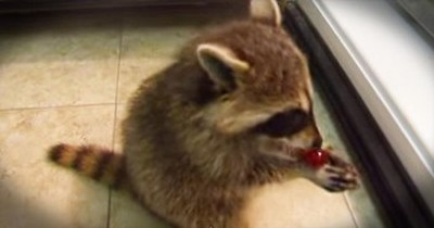 Baby Raccoon Sneaks Grapes From The Fridge 