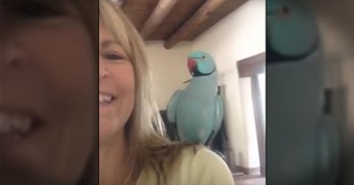 Cute Talking Parrot Will Give You The Biggest Smile 