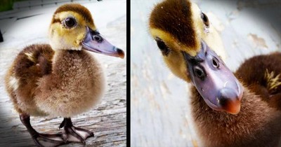 Teen Walks Duckling On A Leash 