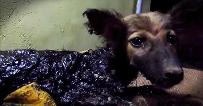Dog Covered In Tar Is Rescued 