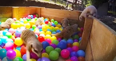 Meerkats Discover Ball Pit At Zoo 