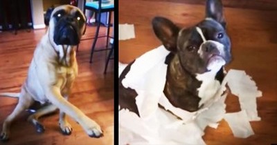 Big Dog Tattles On His French Bulldog Friend That Destroyed Toilet Paper 