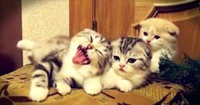 3 Kittens Prove Yawning Is Contagious 