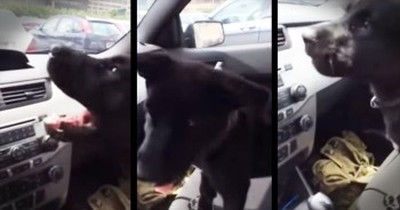 Puppy Experiences Air Conditioning For The First Time 