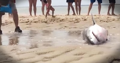 Heartwarming Great White Shark Rescue In Cape Cod