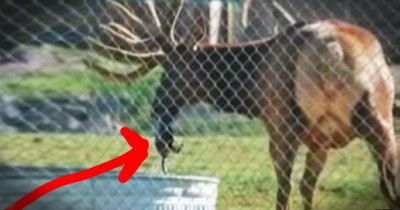 Elk Saves Drowning Marmot 