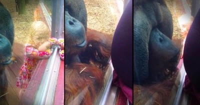 Orangutan Kisses Woman’s Pregnant Belly At The Zoo 