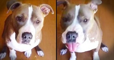 Dog Hilariously Refuses To Eat Broccoli 