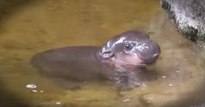 Adorable Pygmy Hippo Learns To Swim 
