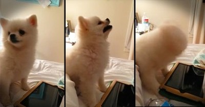 Pomeranian Puppy Sneeze Will Have You Giggling Like Crazy 