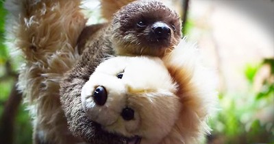 Precious Baby Sloth Cuddles With Teddy Bear