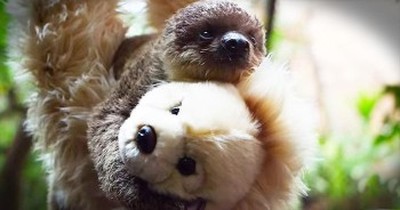 Precious Baby Sloth Cuddles With Teddy Bear 