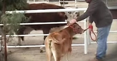 Mama Cow Has Emotional Reunion With Calf 